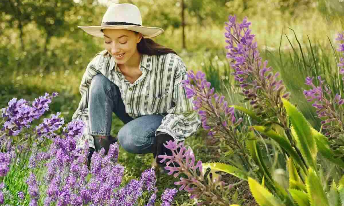 Consiglio per crescere al meglio la lavanda