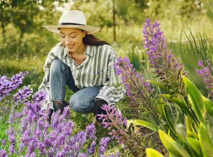 Consiglio per crescere al meglio la lavanda