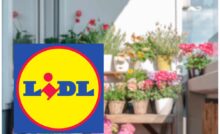 Promo pollice verde Lidl