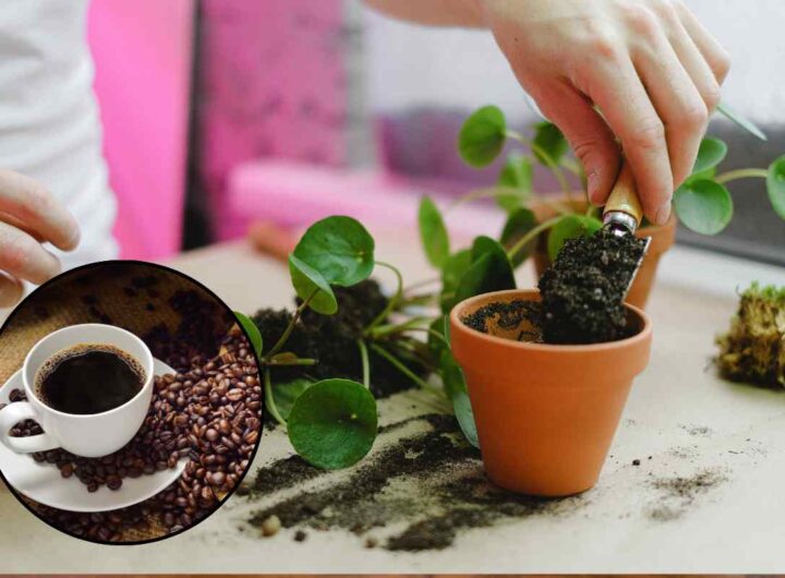 perché mettere caffè nelle piantine